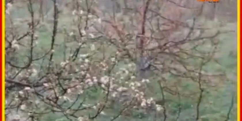 औलावृष्टि का कहर : बंगाण क्षेत्र में सेब की फसल तबाह, 15–20 गांव प्रभावित